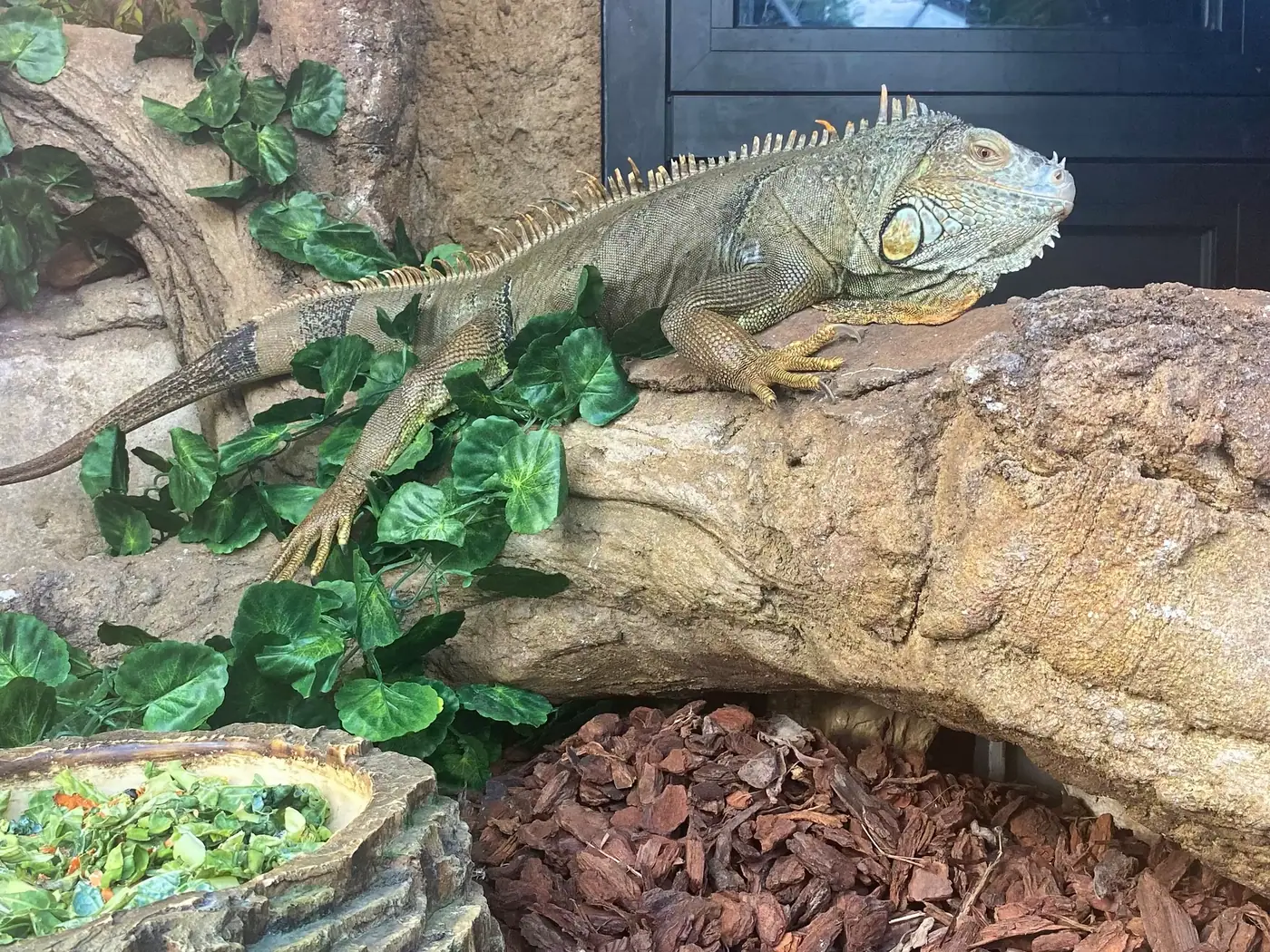 MUNDO TROPICAL — photo 4